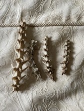 Articulated rabbit spines for sale  LEEDS