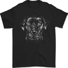 Labrador retriever dog for sale  COVENTRY