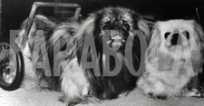 Vintage animali due usato  Roma