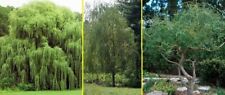 Willow trees weeping for sale  Chariton