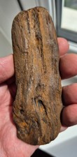 Fossilised wood norwich for sale  NORWICH