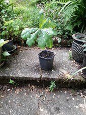 Oak tree sapling. for sale  TAVISTOCK