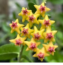 Plant hoya fresh for sale  BASILDON