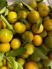Calamansi calamondin fresh for sale  Valdosta