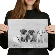Cute staffie puppies for sale  SELBY