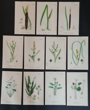 Antique flower prints for sale  ROMFORD
