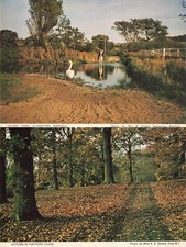 Pair village pond for sale  BELFAST