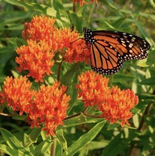 100 milkweed seeds d'occasion  Expédié en Belgium