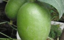 Seeds green lime for sale  Goldsboro