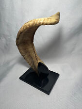 mouflon sheep for sale mouflon sheep for sale White Marsh