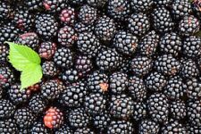 Organic blackberry 120 for sale  Fabius