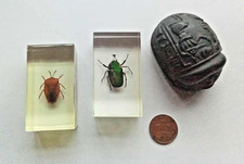 Insect specimen beetles for sale  SHEFFIELD