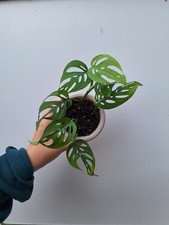 Monstera adansonii swiss for sale  CHELTENHAM