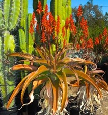 Aloe vaombe seeds usato Aloe vaombe seeds usato  Napoli