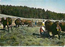 Animaux vaches auvergne d'occasion  Fruges