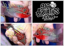 3.5 inch female for sale  USA