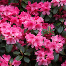 Rhododendron blaauw pink for sale Rhododendron blaauw pink for sale  PETERBOROUGH