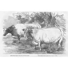 Cattle prize short for sale  GLASGOW