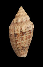 Voluta polypleura honduras usato  San Cesareo