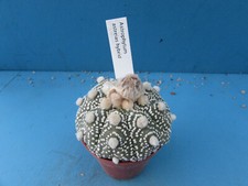 astrophytum for sale astrophytum for sale BIRMINGHAM