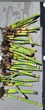 Piece horsetail plant for sale  San Francisco
