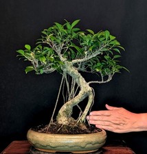Bonsai chinesische feige gebraucht kaufen  Bielefeld