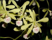 Espèce orchidée encyclia d'occasion  Paris XV