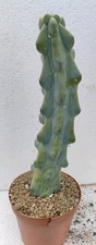 Myrtillocactus geometrizans fu usato  Brindisi