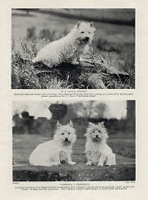 WESTIE WEST HIGHLAND WHITE TERRIER TRÊS CÃES NOMEADOS ANTIGO VINTAGE 1934 ESTAMPA DE CACHORRO comprar usado WESTIE WEST HIGHLAND WHITE TERRIER TRÊS CÃES NOMEADOS ANTIGO VINTAGE 1934 ESTAMPA DE CACHORRO comprar usado  Enviando para Brazil