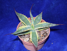 Variegated agave asperrima for sale  MILTON KEYNES