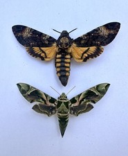 Death head hawk for sale  ASHFORD