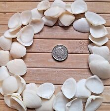 White seashells small for sale  PORTHCAWL