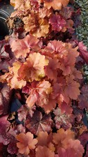 Heuchera hybrida crème d'occasion  Mont-près-Chambord