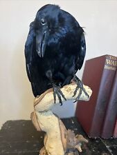 Taxidermy crow standing for sale  NEWARK