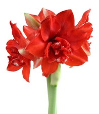 Amaryllis ragtime 26cm for sale  Morganton
