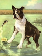 Vintage boston terrier for sale  Harborton