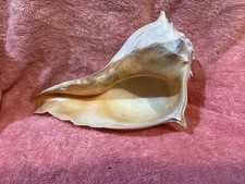 conch shell trumpet for sale  Defiance