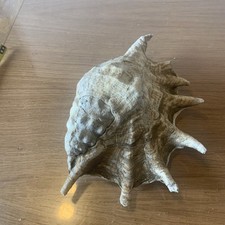 Large lambis shell d'occasion  Expédié en Belgium