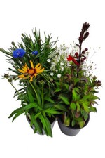 Sommerblumen bunter stauden gebraucht kaufen  Wesel