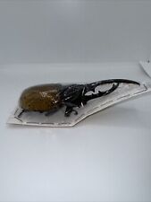 Dynastes hercules ecuatorianus for sale  Miami