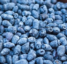 Indigo treat boreal for sale  Waukesha