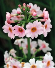 Primula apple blossom for sale  BELLSHILL