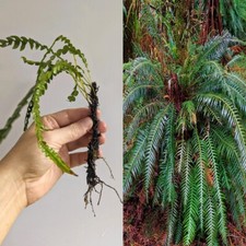 Live rare bare for sale  Homestead