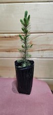 25 trees blue spruce for sale 25 trees blue spruce for sale Alton