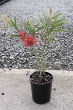 Callistemone callistemon citri usato  Valmacca