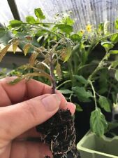 Tumbling tom tomato for sale  TYWYN