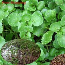 Watercress seeds cress for sale  Ontario