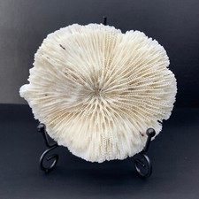 136g natural white d'occasion  Expédié en Belgium