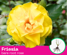 Rose plant friesia for sale  HARROW