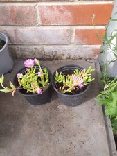 Delosperma cooperi delmara for sale  SOUTHAMPTON